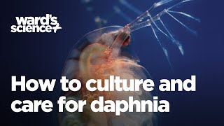 Caring and Culturing for Daphnia [upl. by Dove889]