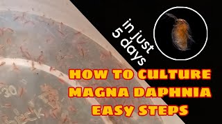 How to Culture Magna Daphnia Easily [upl. by Eluj178]