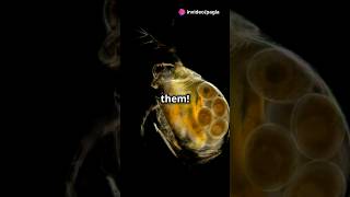 How to culture Daphnia for your Aquarium [upl. by Grondin]