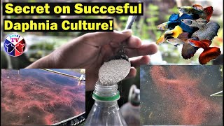 How to Culture Daphnia Successfully [upl. by Aihsit]