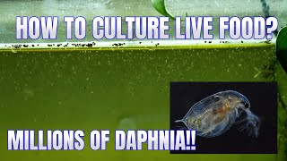 How to Culture Daphnia Secret Method to Breed MILLIONS  Simply Aquatic [upl. by Draillih]