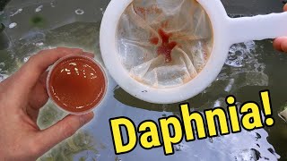 How I Culture Daphnia In Outdoor Tubs [upl. by Larner341]