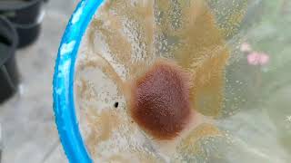 How to culture daphnia moina in a small container Part 1 English Subtitle [upl. by Ilrahs]