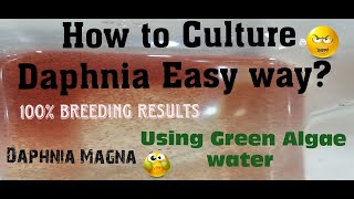 Daphnia MagnaHow to Culture Daphnia Easy wayCulturing Daphnia using Green water Daphnia [upl. by Windham]