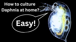 BEST Live Fish Food Beginner guide How to Culture Daphnia at home [upl. by Meggie]