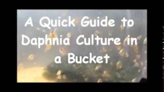 How to culture daphnia outside [upl. by Akierdna]