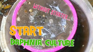 How to culture daphnia moina the easy way 1  Starting the Daphnia culture [upl. by Galloway]