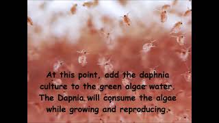 Daphnia  How to grow daphnia in your home [upl. by Retnyw410]