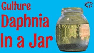 How to Culture Daphnia in a Jar [upl. by Mareah]