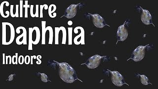 How to Culture Daphnia [upl. by Marnia]