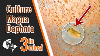 How to culture DAPHNIA MAGNA  The easy way [upl. by Karie]