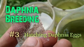 Daphnia Culture made simple and easy 3  Hatching Daphnia eggs [upl. by Ataga]