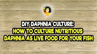 DIY Daphnia Culture How to Culture Nutritious Daphnia as Live Food for Your Fish [upl. by Lorene465]