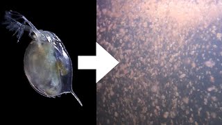 How I Culture Daphnia [upl. by Nossyla]