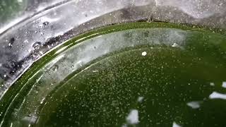 DAPHNIA MOINA CULTURE IN A SMALL BUCKET [upl. by Nitaf]