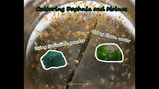 How To Culture Daphnia and Moinas using Green Water Spirulina powder [upl. by Tuesday689]