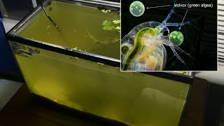 Raising Daphnia for the Freshwater Aquarium [upl. by Nakada]