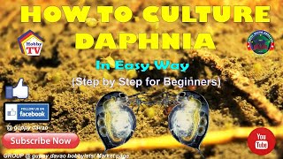 HOW TO CULTURE DAPHNIA In Easy Way [upl. by Enahpad]